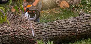 Best Hedge Trimming  in Peru, IL