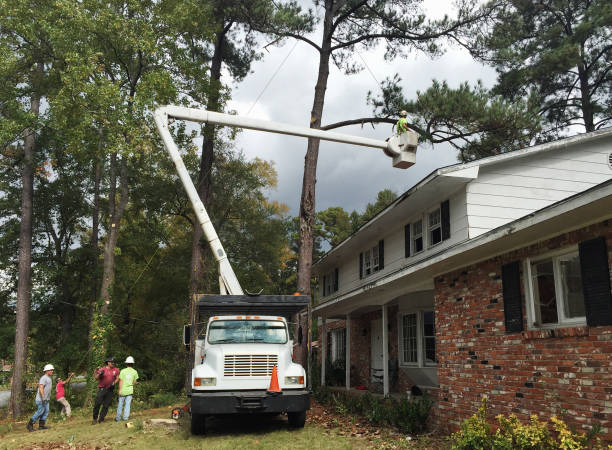 How Our Tree Care Process Works  in  Peru, IL