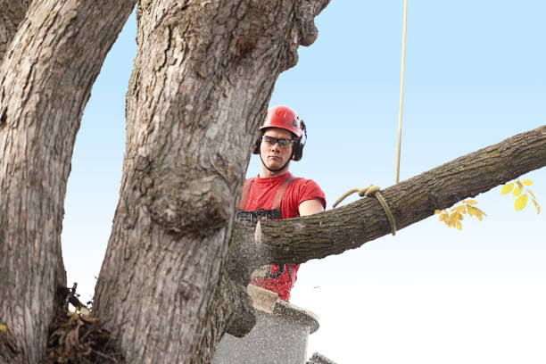 Best Tree and Shrub Care  in Peru, IL